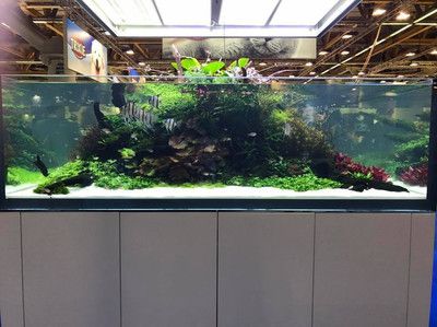 40cm魚缸能養(yǎng)幾條金魚：40cm魚缸養(yǎng)金魚的注意事項(xiàng)