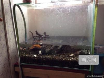 juwel德國黑鉆魚缸：juwel德國黑鉆魚缸關鍵信息juwel德國黑鉆魚缸 魚缸百科 第2張