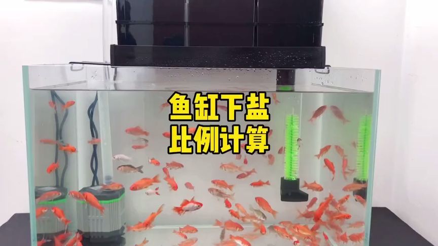 30的魚缸過濾器用什么最好：30升的魚缸過濾器怎么選 魚缸百科 第2張