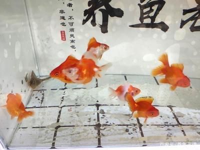 50的魚(yú)缸養(yǎng)多大的魚(yú)合適：適合50升魚(yú)缸的魚(yú)種 魚(yú)缸百科 第3張