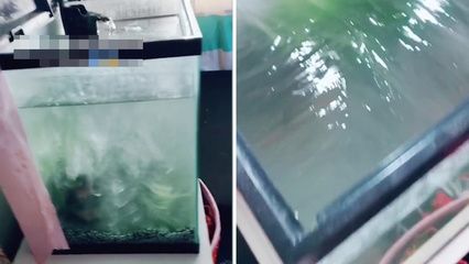 500mm的魚缸是什么意思：500mm的魚缸尺寸