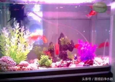 5l礦泉水瓶做魚缸多少錢一個：757家礦泉水瓶5l礦泉水瓶制作魚缸的制作方法 魚缸百科 第4張