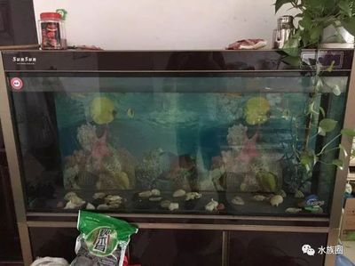 9條小魚需要多大的魚缸：養(yǎng)9條金魚需要多大魚缸9條小魚的魚缸推薦