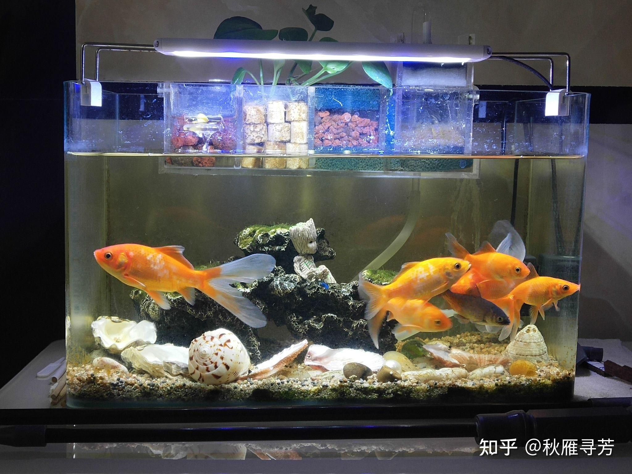 60×45×45的魚(yú)缸：60×45×45的魚(yú)缸如何做 魚(yú)缸百科 第3張