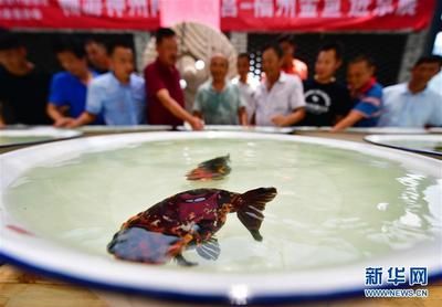 40魚(yú)缸養(yǎng)蘭壽：40升水的魚(yú)缸適合養(yǎng)殖蘭壽金魚(yú)嗎？