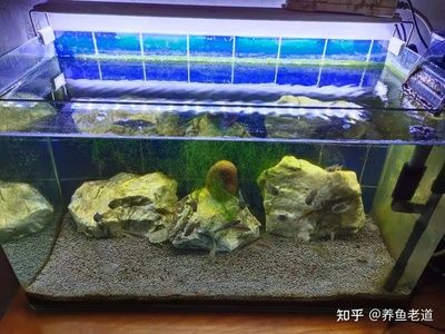 50魚缸 多少魚：50魚缸的尺寸可以根據(jù)不同的單位（如厘米或英寸）有所不同