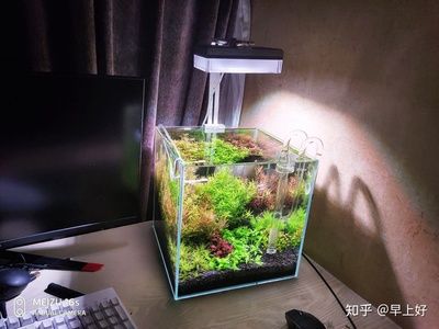 30缸是什么意思魚缸：30缸魚缸造景的靈感與技巧30缸魚缸造景技巧 魚缸百科 第4張