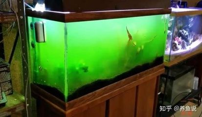 9條錦鯉要多大魚缸呢：如何選擇適合錦鯉的魚缸 魚缸百科 第1張