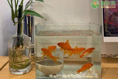 9條小金魚要多大的魚缸：養(yǎng)金魚的注意事項(xiàng) 魚缸百科 第4張