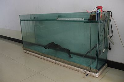 80cm魚缸價(jià)錢：30篇80cm魚缸多少錢80cm魚缸價(jià)格信息80cm魚缸價(jià)格信息 魚缸百科 第4張