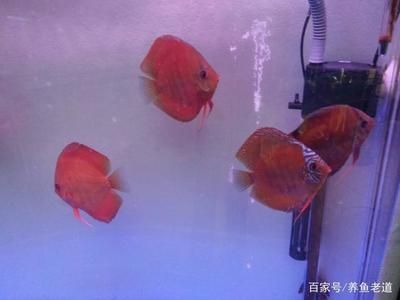 50的魚缸可以養(yǎng)幾條錦鯉：50公分直徑的魚缸可以養(yǎng)多少條錦鯉錦鯉的飼養(yǎng)規(guī)范 魚缸百科 第1張