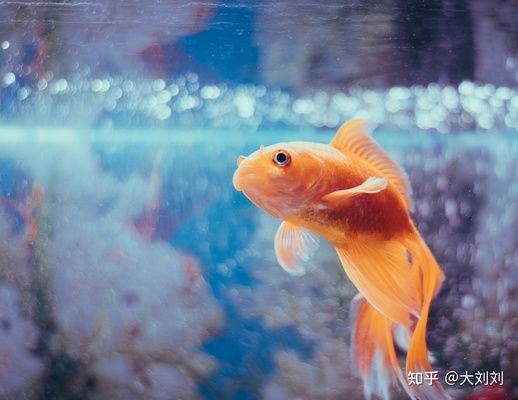 1米的魚(yú)缸用多大的加熱棒 魚(yú)缸百科 第3張