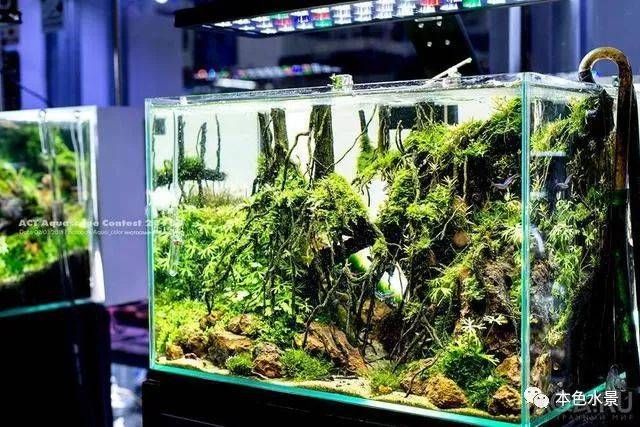 30魚缸造景水草：30厘米魚缸造景水草的養(yǎng)殖技巧，適合新手養(yǎng)護魚缸造景的水草 魚缸百科 第3張