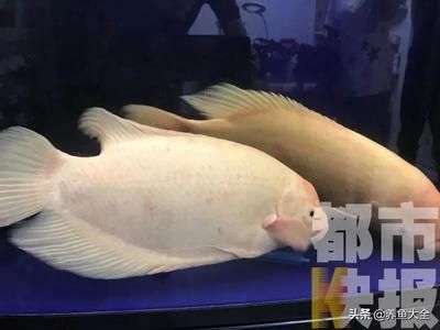 50公分魚(yú)缸養(yǎng)多少魚(yú)合適：50厘米的魚(yú)缸養(yǎng)多少魚(yú)合適