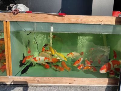 70厘米的魚缸多寬好看：70厘米魚缸多寬好看 魚缸百科 第3張