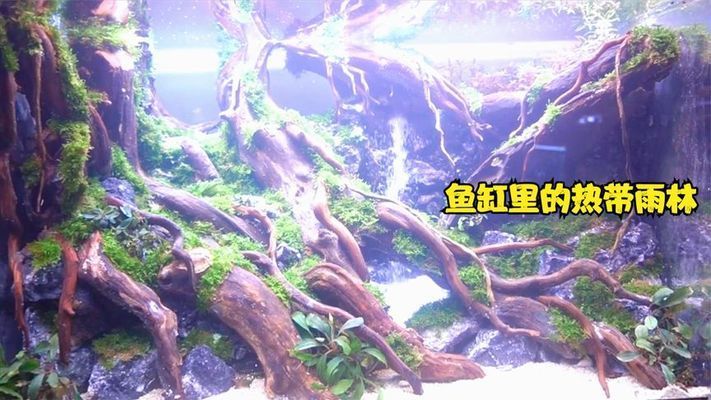 60厘米魚(yú)缸造景視頻：60厘米魚(yú)缸造景視頻教程 魚(yú)缸百科 第1張