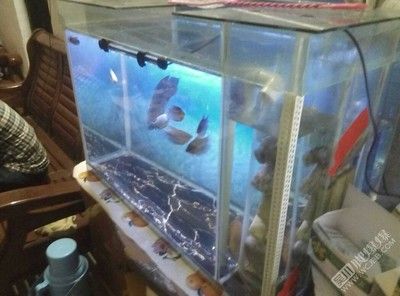 30厘米小魚缸簡單造景：30厘米小魚缸造景實例分享小魚缸造景實例分享