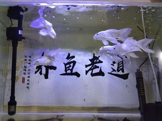 30cm的魚(yú)缸可以養(yǎng)蝴蝶鯉嗎：30cm的魚(yú)缸不適合養(yǎng)蝴蝶鯉，建議選擇一個(gè)更大一些的魚(yú)缸