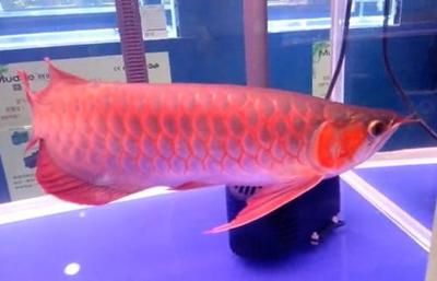 2024廣州觀賞魚(yú)展：2024廣州漁業(yè)展概述 魚(yú)缸百科 第2張