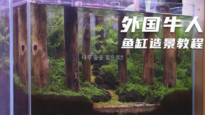 40厘米魚缸造景教學(xué)視頻：40厘米魚缸造景教學(xué)視頻教學(xué)視頻教學(xué)視頻教程 魚缸百科 第2張