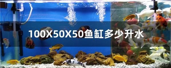 80x50的魚缸適合養(yǎng)什么魚：80x50的魚缸適合飼養(yǎng)多種熱帶魚和淡水魚