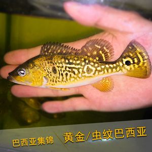 90厘米能不能養(yǎng)巴西亞魚：關(guān)于巴西亞魚飼養(yǎng)的問題 魚缸百科 第4張