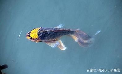 60的魚(yú)缸可以養(yǎng)幾條錦鯉魚(yú)：60厘米的魚(yú)缸適合養(yǎng)幾條錦鯉 魚(yú)缸百科 第3張