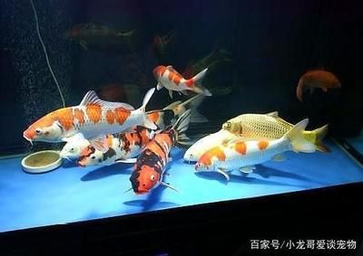 60的魚(yú)缸可以養(yǎng)幾條錦鯉魚(yú)：60厘米的魚(yú)缸適合養(yǎng)幾條錦鯉 魚(yú)缸百科 第1張