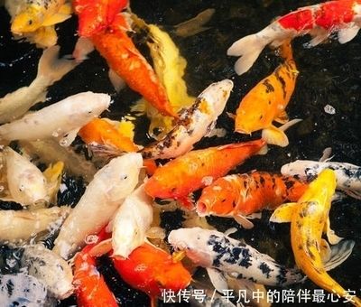 60的魚(yú)缸可以養(yǎng)幾條錦鯉魚(yú)：60厘米的魚(yú)缸適合養(yǎng)幾條錦鯉 魚(yú)缸百科 第2張