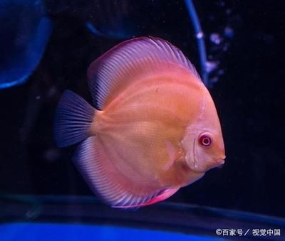 40的魚缸多大：40厘米的魚缸適合養(yǎng)什么樣的魚 魚缸百科 第3張