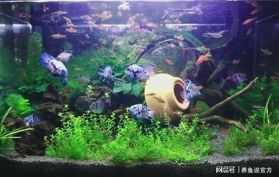 60公分魚缸養(yǎng)多少魚合適視頻：60公分的魚缸適合養(yǎng)什么樣的魚 魚缸百科 第1張