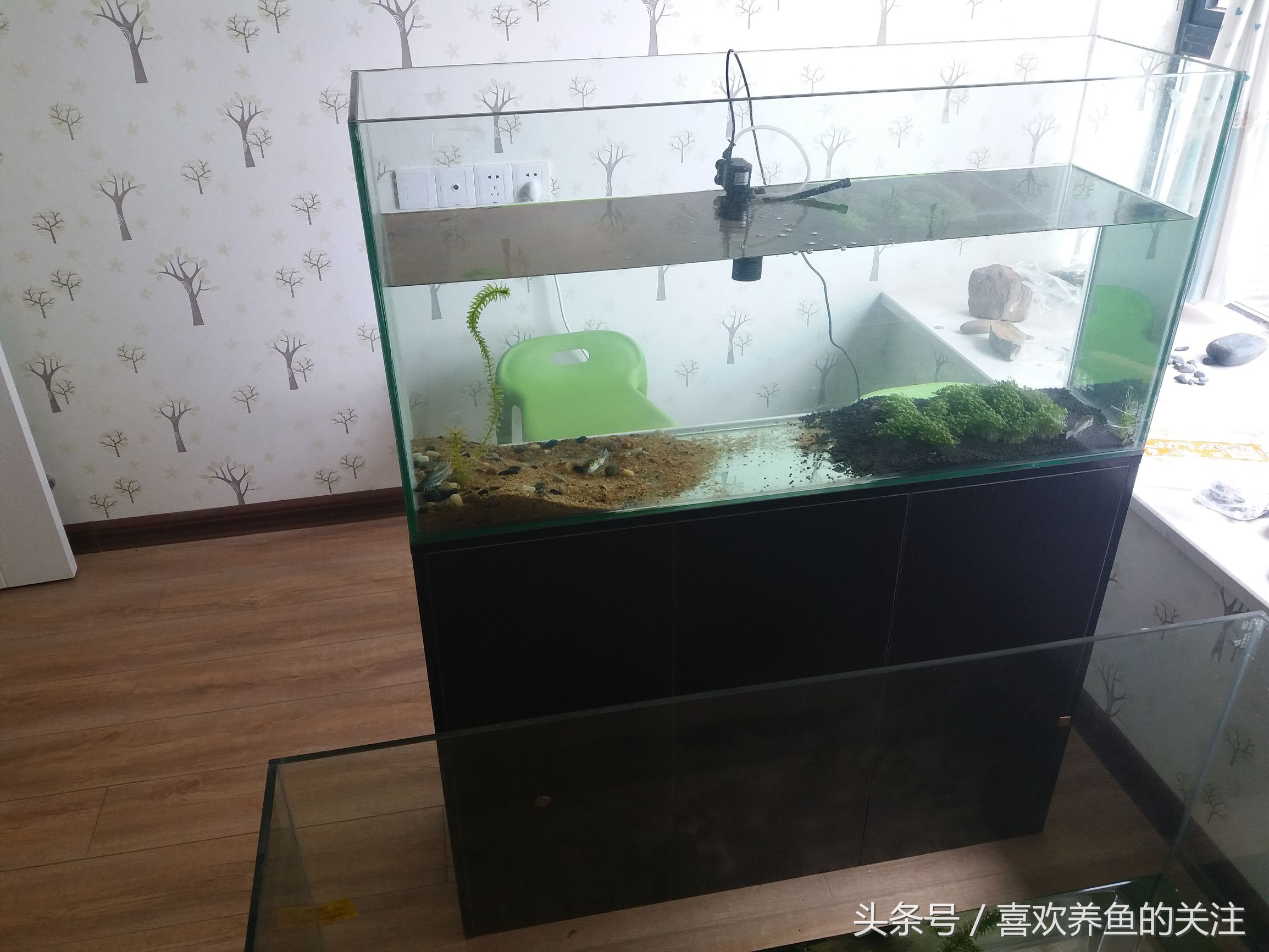 30L魚缸多大：30l的魚缸大小是多大