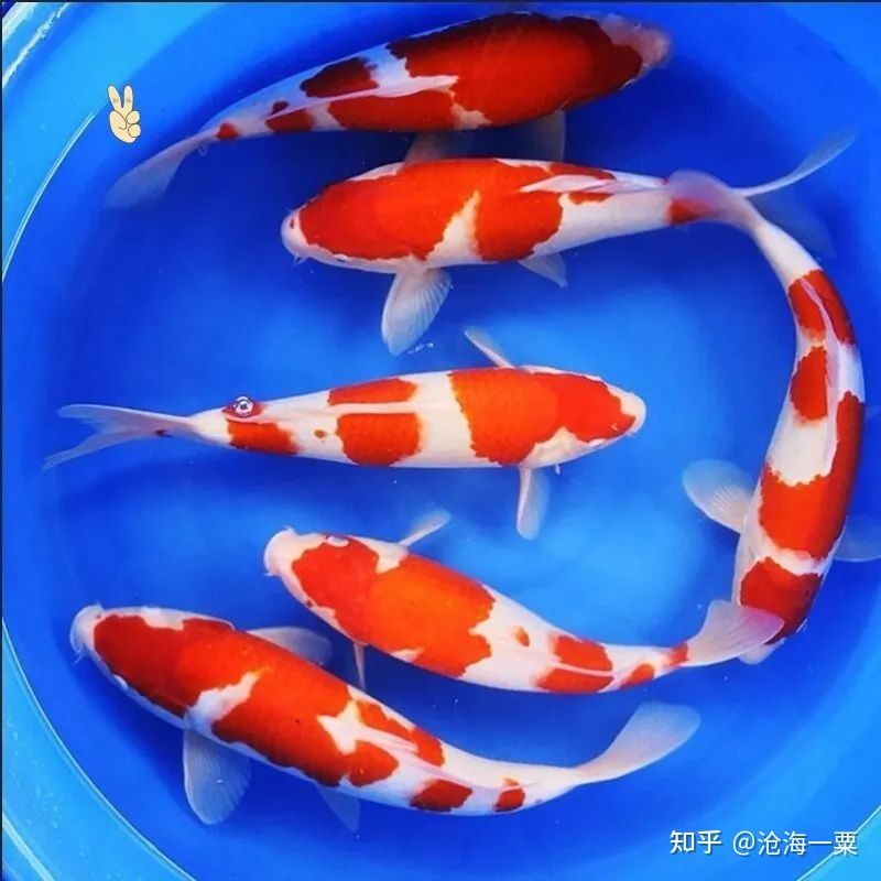 80的魚缸養(yǎng)錦鯉：80厘米的魚缸可以養(yǎng)3-5條20厘米長的錦鯉