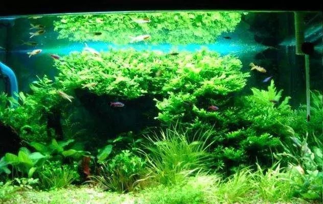 30厘米小魚缸造景種什么水草：適合30厘米小魚缸的水草有哪些？