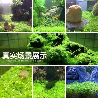 40cm魚缸用多少水草泥：魚缸水草泥的作用是什么 魚缸百科 第2張