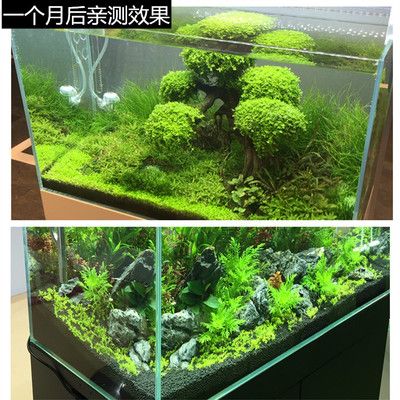 40cm魚缸用多少水草泥：魚缸水草泥的作用是什么 魚缸百科 第1張