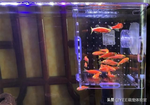 200升的魚缸放多少鹽：魚缸加鹽比例算法 魚缸百科 第1張