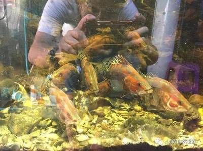 60厘米的魚缸用多厚的玻璃：60厘米寬的魚缸玻璃厚度選擇指南