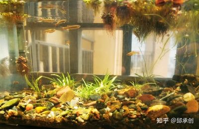 600魚缸造景圖：600魚缸造景圖片 魚缸百科 第4張