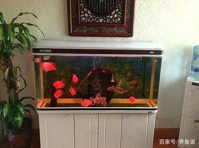 1米魚缸適合養(yǎng)什么魚新手 魚缸百科 第1張