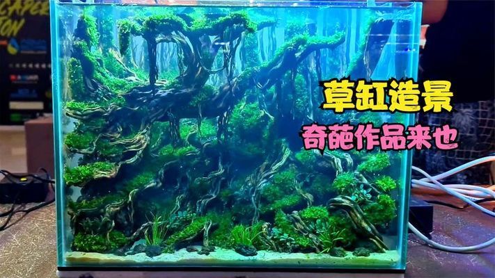 60魚缸造景獲獎：60魚缸造景的實例分析