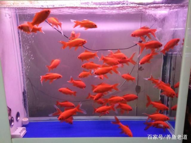 40的魚缸適合養(yǎng)什么冷水魚：40厘米的魚缸適合養(yǎng)什么冷水魚 魚缸百科 第2張