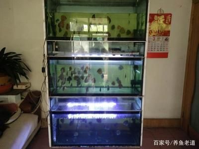 1米八的魚缸適合養(yǎng)多少條魚：1米8的魚缸容量決定了可以養(yǎng)1厘米體長(zhǎng)的魚的容量 魚缸百科 第3張