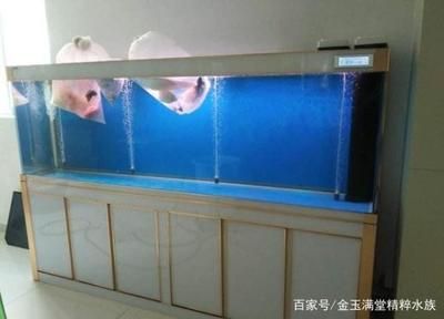 1米八的魚缸適合養(yǎng)多少條魚：1米8的魚缸容量決定了可以養(yǎng)1厘米體長(zhǎng)的魚的容量 魚缸百科 第1張