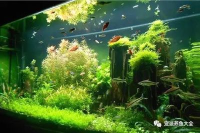 90魚缸造景效果圖：90厘米魚缸造景成景欣賞 魚缸百科 第4張