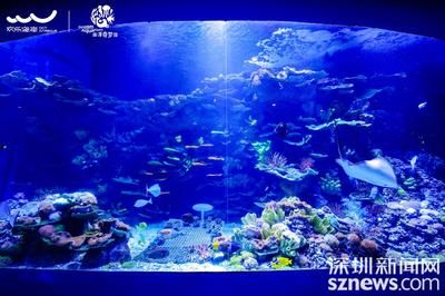 2024廣州國(guó)際寵物水族展：2024廣州國(guó)際寵物水族展覽會(huì)報(bào)告 魚(yú)缸百科 第3張