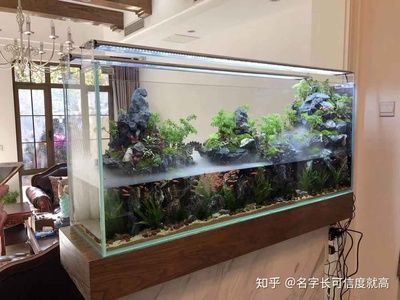 80厘米的魚缸怎么造景好看呢：如何打造一個美觀的80厘米魚缸造景