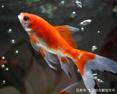 30厘米魚缸可以養(yǎng)幾條錦鯉：錦鯉的養(yǎng)殖與養(yǎng)殖注意事項(xiàng)