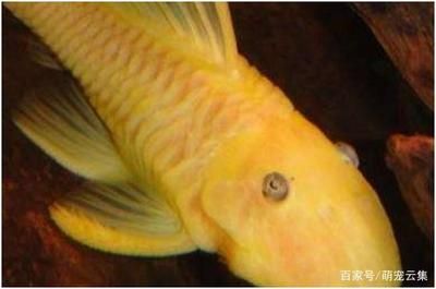 40魚(yú)缸尺寸：40魚(yú)缸尺寸的選擇技巧