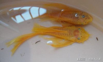 40魚(yú)缸尺寸：40魚(yú)缸尺寸的選擇技巧